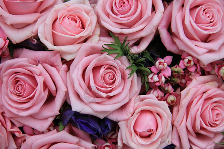 粉红玫瑰大组完美如背景图片
