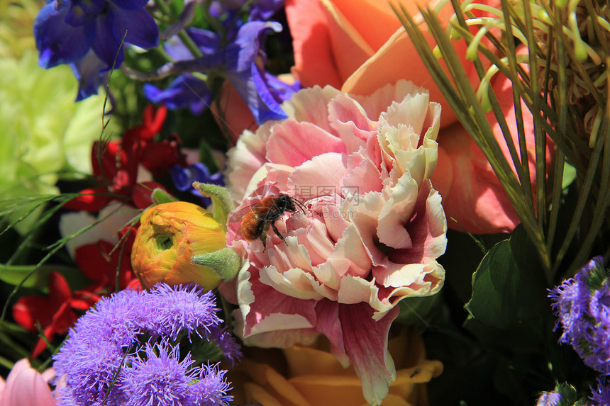 大蜜蜂在一个花安排中图片