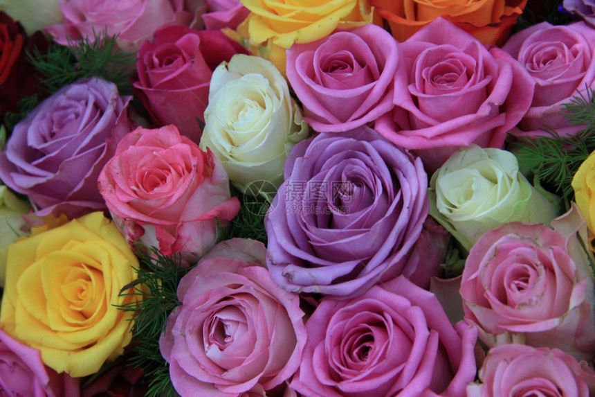 花朵布局中满了不同颜色的大玫瑰图片