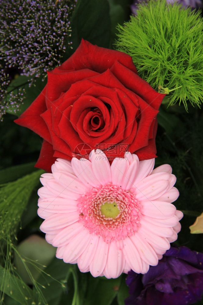 新娘装饰玫瑰和红粉色的紫花加上色口音图片