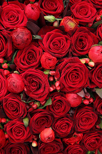 一组红雨雪浆果和玫瑰图片