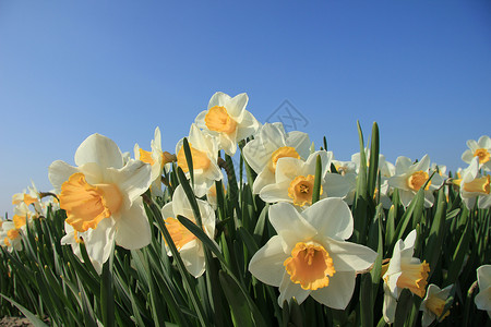 白和黄色的水仙子在全阳光下蓝天空背景图片
