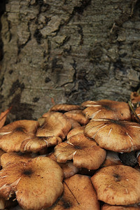 树下生长的蘑菇图片