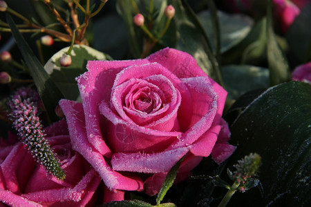 寒冬的阳光下冰冻粉红色玫瑰图片