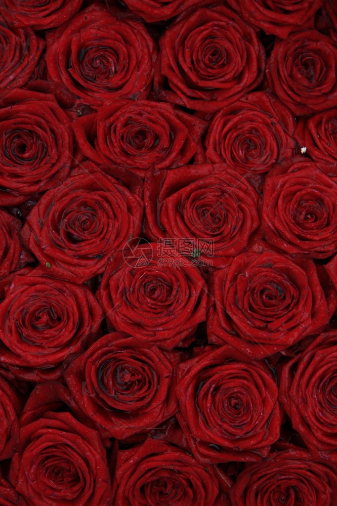 淋雨后湿红新娘玫瑰图片