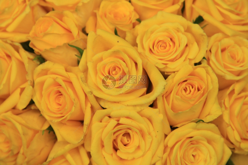 婚礼安排中的黄玫瑰图片