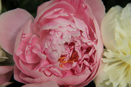粉红和白的鲜花束图片