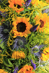 蓝色和黄结婚花向日葵和或海荷利图片