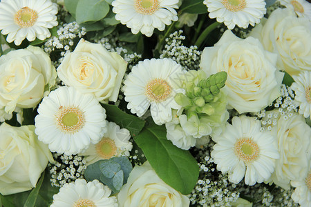 婚礼安排中的白玫瑰和马龙图片