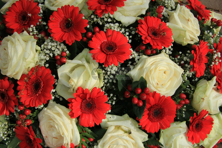 红白两色的新娘花束Gerberas玫瑰和吉卜赛人图片