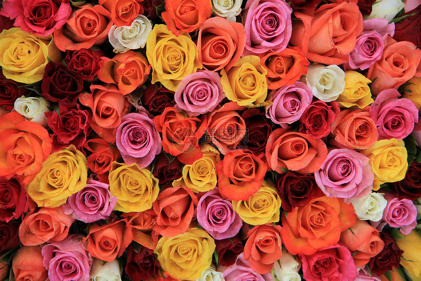 多彩结婚玫瑰橙红粉和白混合图片