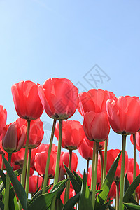 阳光明媚的田野中粉红郁金香花卉产业图片