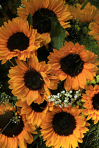 大黄向日葵在婚礼花式安排中图片
