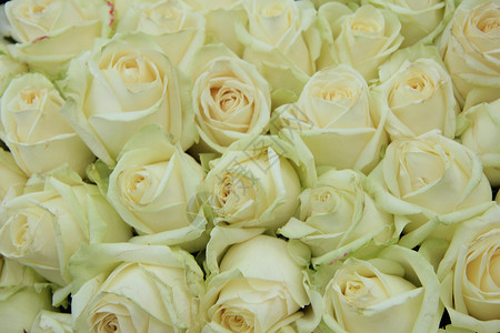 与大白玫瑰的古典色婚礼安排背景图片