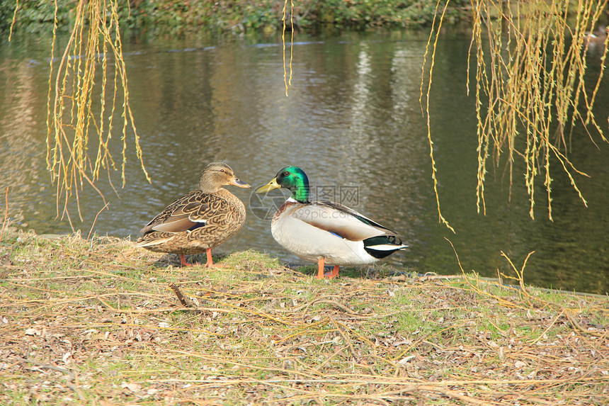 在池塘附近的早春光中雄鸭和母图片