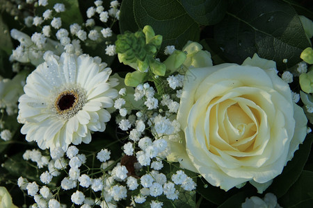 安排婚礼时的白色Gerbera白色玫瑰和吉卜赛人图片