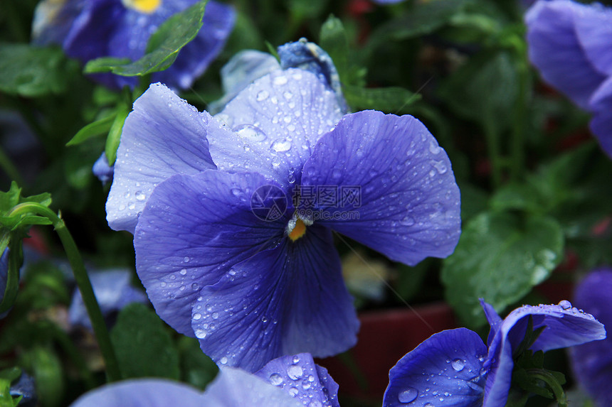 紫蓝色的花朵雨后图片