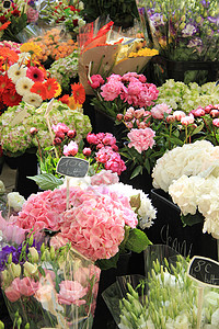 普罗旺斯艾克花卉市场的各种束图片