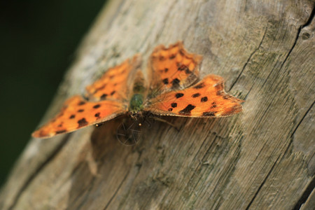 一块木头上的逗号蝴蝶或多角C相册图片