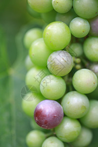 绿色成熟的葡萄一个紫色图片