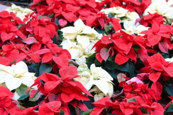 一群红色和白的薄荷香肠圣诞植物图片