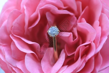 粉红玫瑰上的独白钻石订婚戒指图片