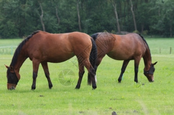 草原上的两匹棕色马图片