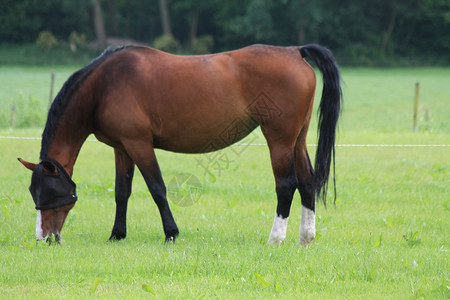 草原上一匹美丽的棕色马图片