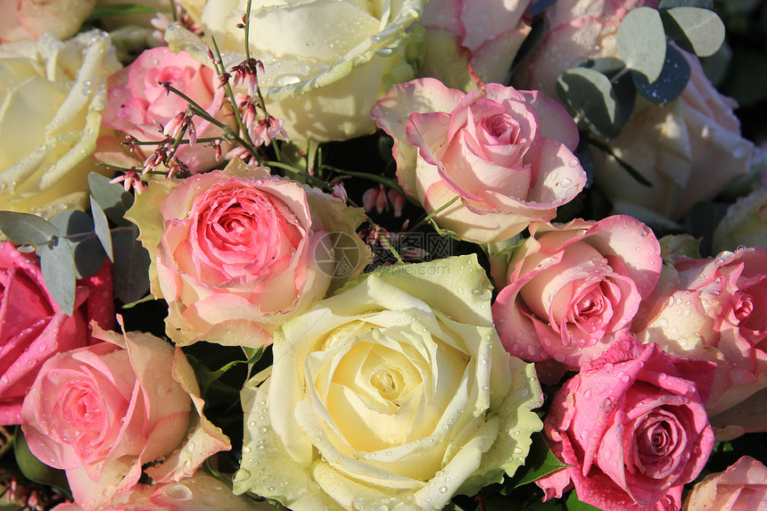 柔软粉红和白玫瑰花安排图片