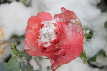 柔软的粉红玫瑰芽上面覆满雪图片