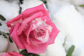 雪中大粉红玫瑰图片