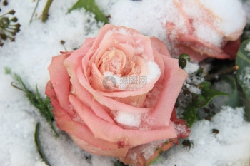 一朵粉红玫瑰上面覆满了雪花图片
