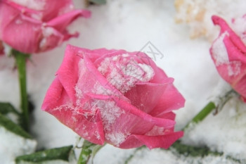 雪中大粉红玫瑰图片