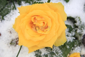雪中一朵明亮的黄玫瑰图片