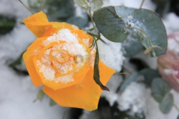 雪中一朵明亮的黄玫瑰图片