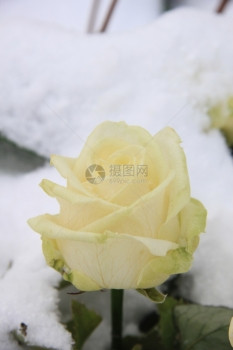 雪中白玫瑰图片