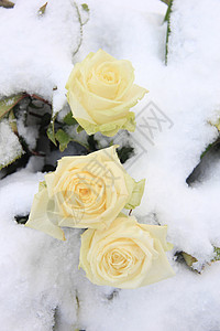 雪中三朵白玫瑰冬天的风景图片