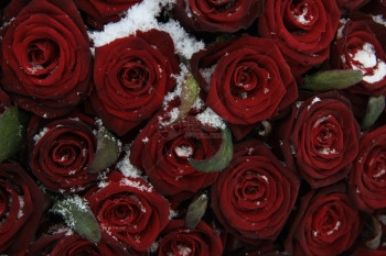 红玫瑰花束大红上面布满了精美的雪晶水图片