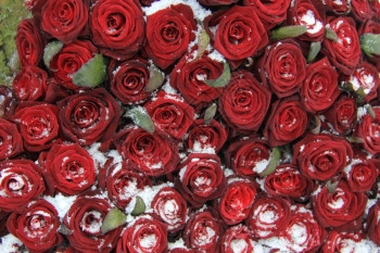 红玫瑰花束大红上面布满了精美的雪晶水图片