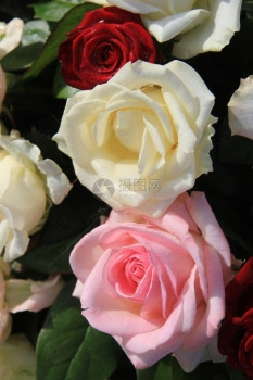 红色白和粉的三朵玫瑰花成分的一部图片