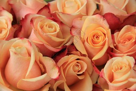 多色古年彩粉红色黄和橙的婚礼玫瑰高清图片