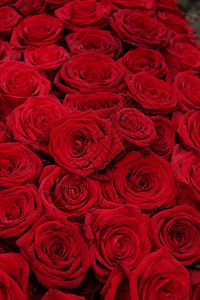 一群红玫瑰完美如背景背景图片