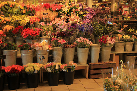 花店朵多彩荷兰语标签的名称和价格图片
