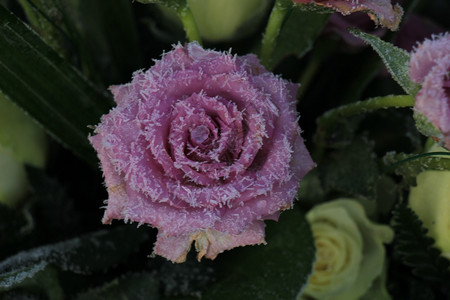 一朵紫玫瑰上的白色冰霜图片