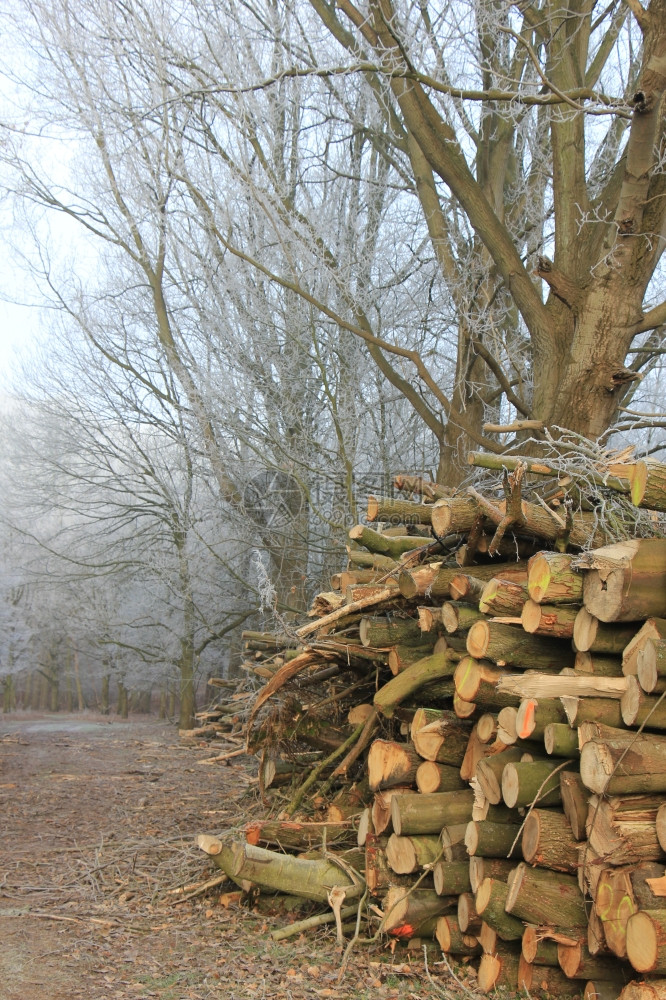 冬季森林中大量砍碎的薪柴图片