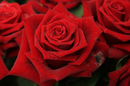 红玫瑰在新娘花束中背景图片