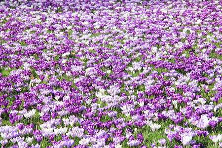 田地上的紫色和白花粉背景图片