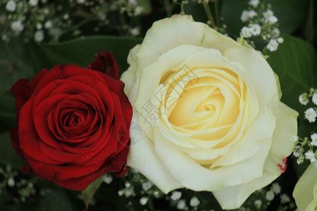 红玫瑰和白在经典的婚礼花束中图片