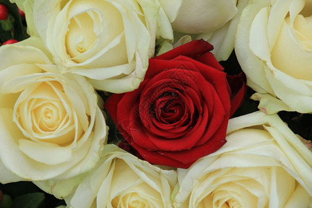 红玫瑰和白在新娘花束中背景图片