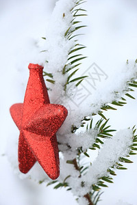 红星装饰在雪覆盖松树枝上图片